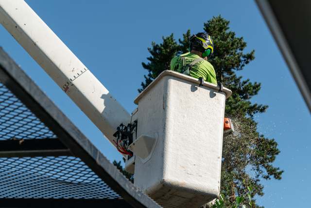 Arborist trimming from the bucket
