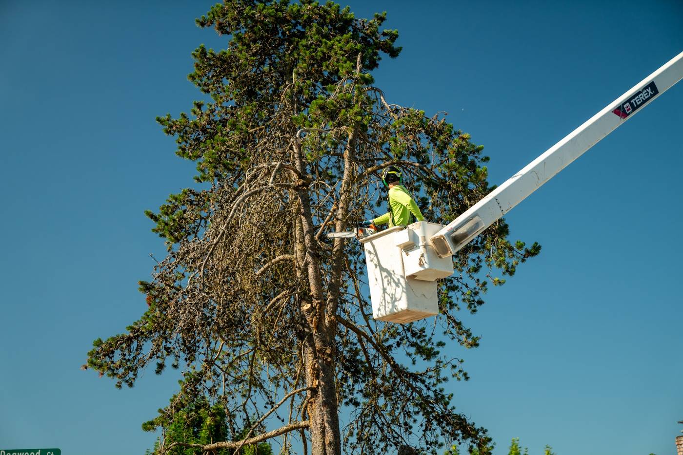 Arborist pruning a pine from the bucket truck
