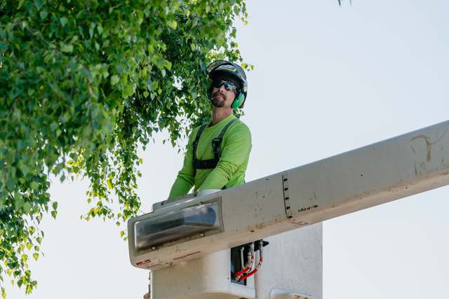 Arborist in the bucket truck