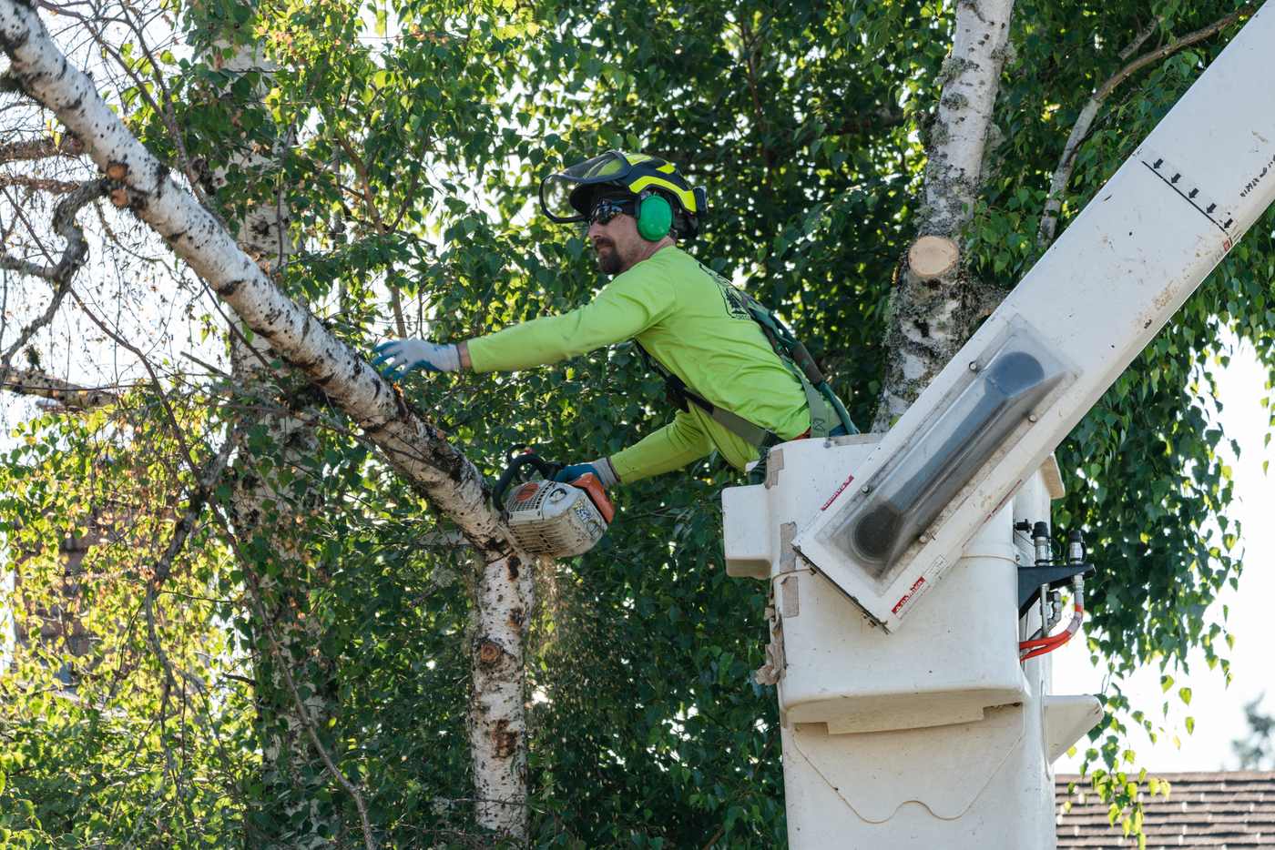 Oregon Woodsmen arborist trimming a birch from the bucket truck