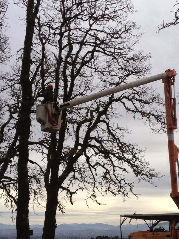 Bucket truck at a large oak above the valley
