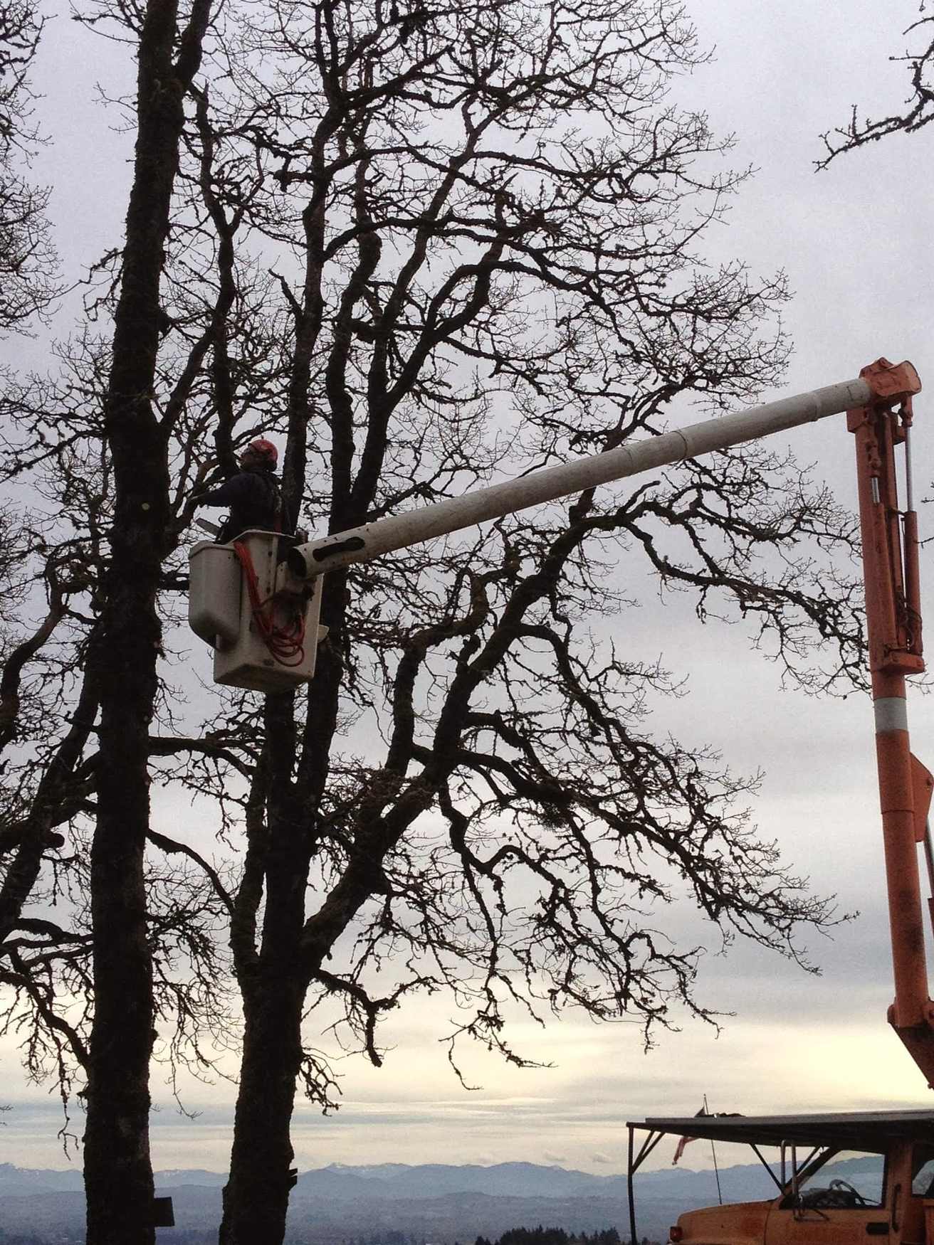 Bucket truck working in an oak above the Willamette Valley
