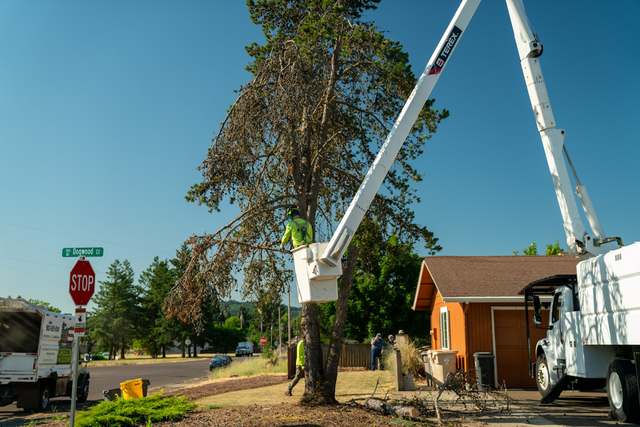 Bucket truck removing a pine beside a house