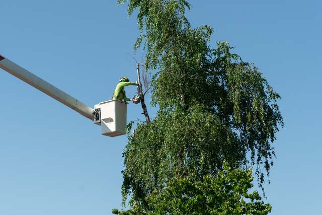 Bucket truck reaching the top of a tall tree