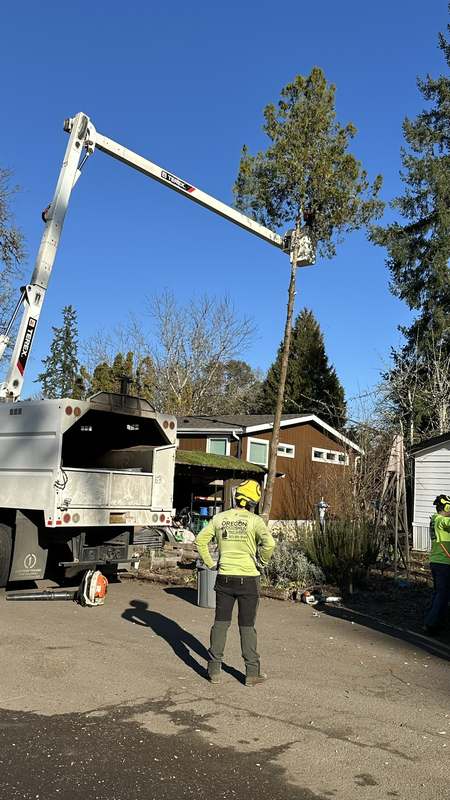 Bucket truck taking down a tall conifer between homes