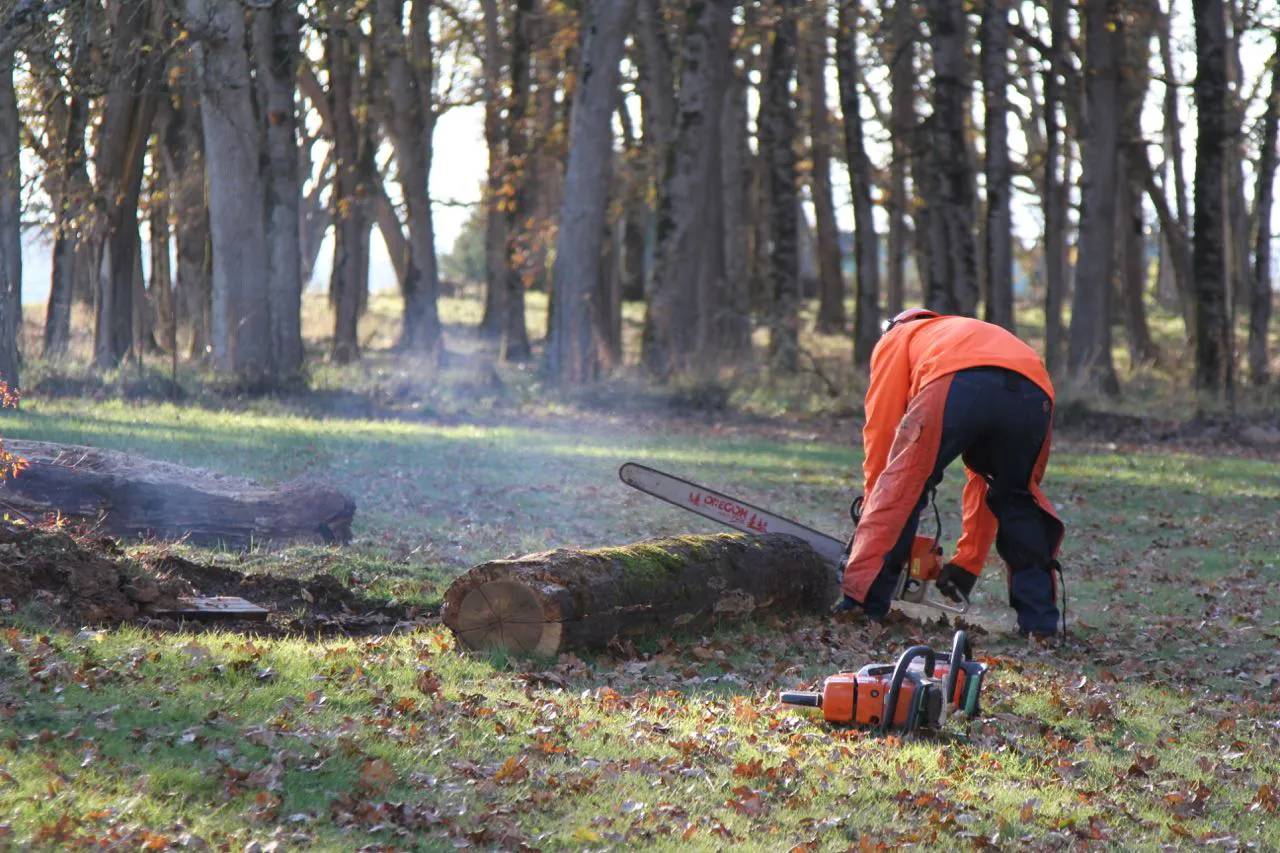 Oak grove where the Oregon Woodsmen crew is working