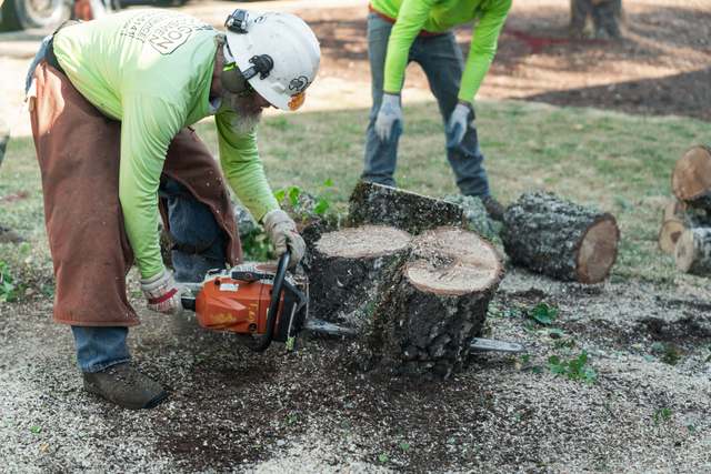 Cutting a downed tree into rounds