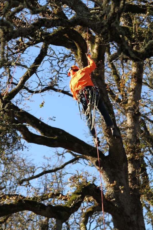 Arborist in the canopy of an oak