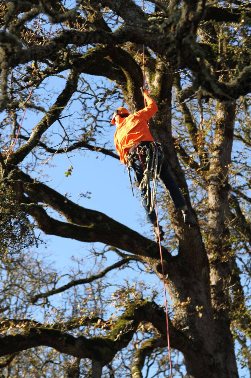 Climber pruning in the canopy of an oak