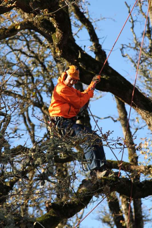 Climber trimming a large oak