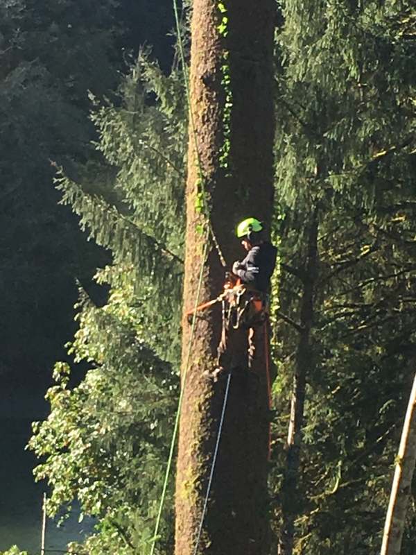 Climber working high in a tall fir