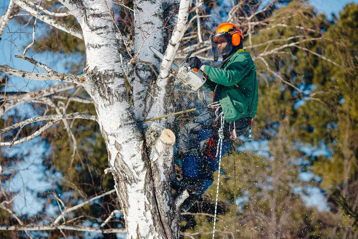 Climber removing a birch in sections