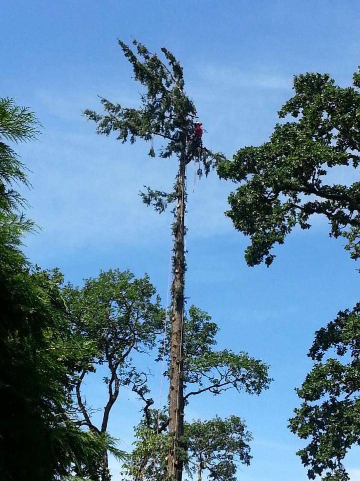 Climber at the top of a tall tree being removed in sections