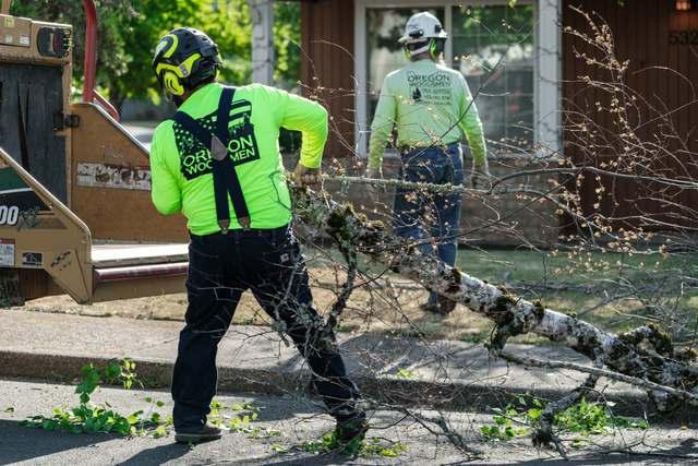 Crew dragging limbs to the chipper
