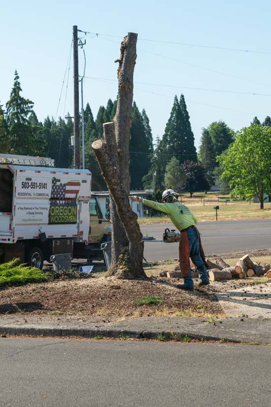 Crew felling the last standing trunk of a removal