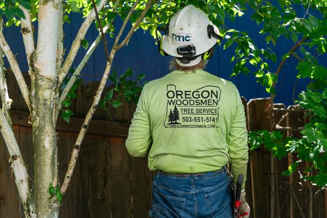 Crew member checking a birch