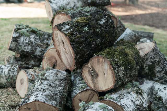 Fresh cut rounds from the removed tree