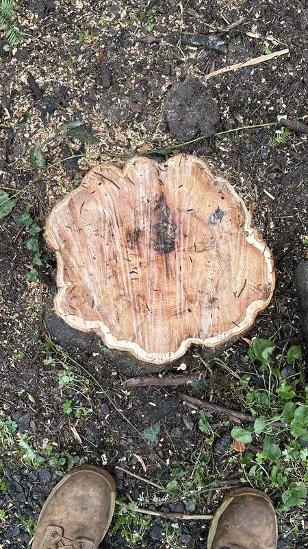A fresh cut stump before grinding