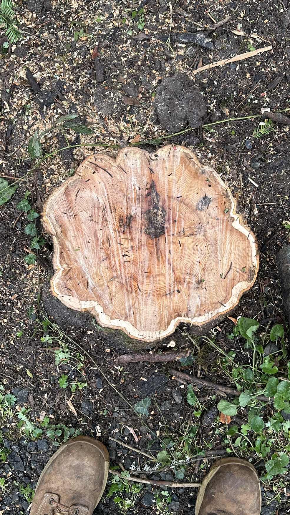 A fresh cut stump before grinding