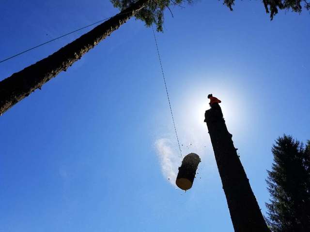 A log section lowered on a rope during a removal