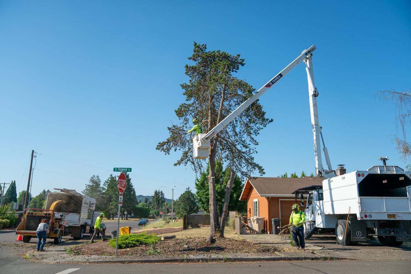Bucket truck, chip truck and chipper set up for a tree removal on a residential street