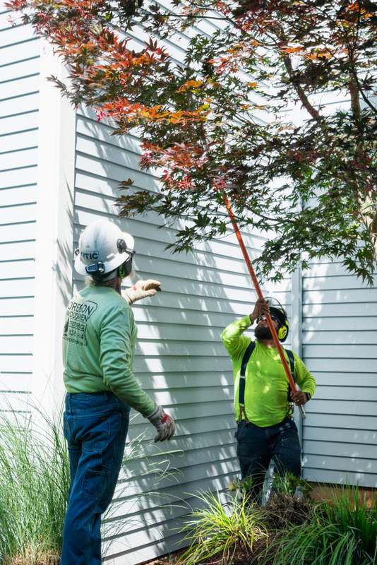 Shaping a Japanese maple with a pole pruner