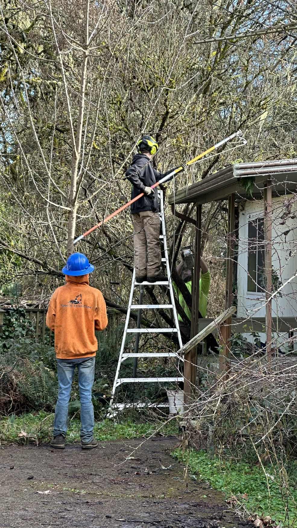 Trimming a small tree from an orchard ladder