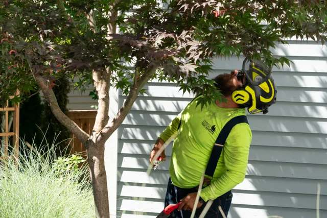 Crew member shaping a Japanese maple beside a house