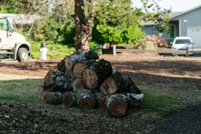 Rounds stacked neatly after a tree removal