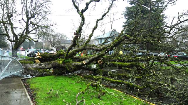 Large oak blown down across a yard and sidewalk after a storm