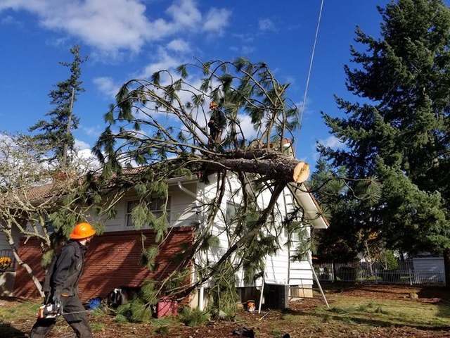 Tree fallen onto a house after a storm