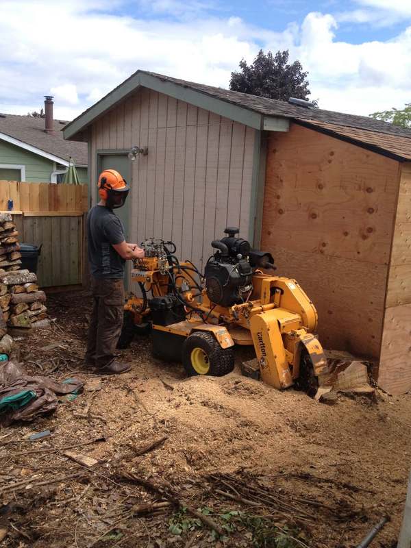 Stump grinder working beside a shed