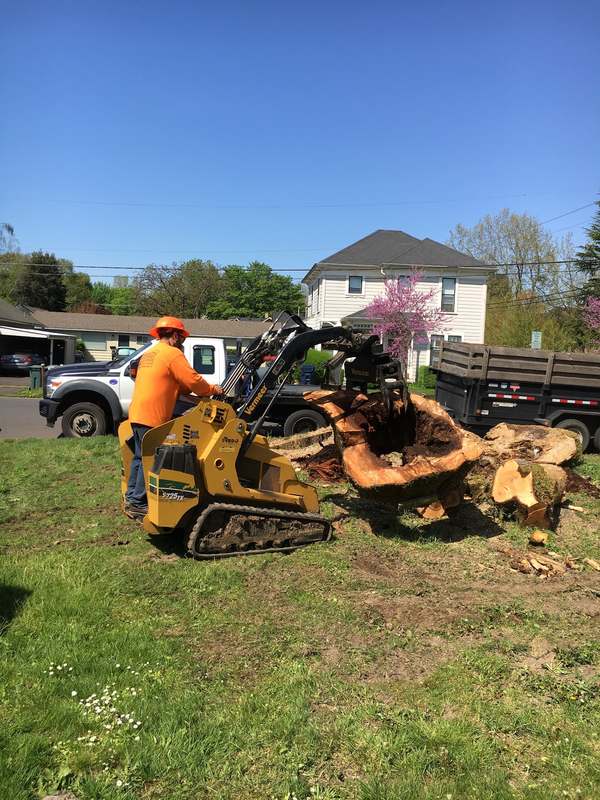 Tracked stump grinder on a large stump