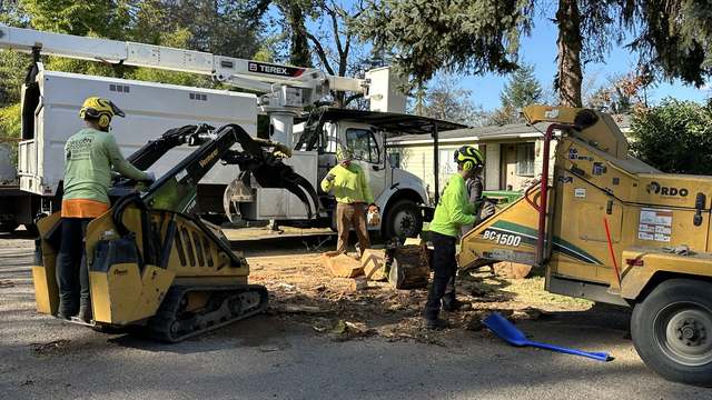 Crew grinding a stump beside the trucks