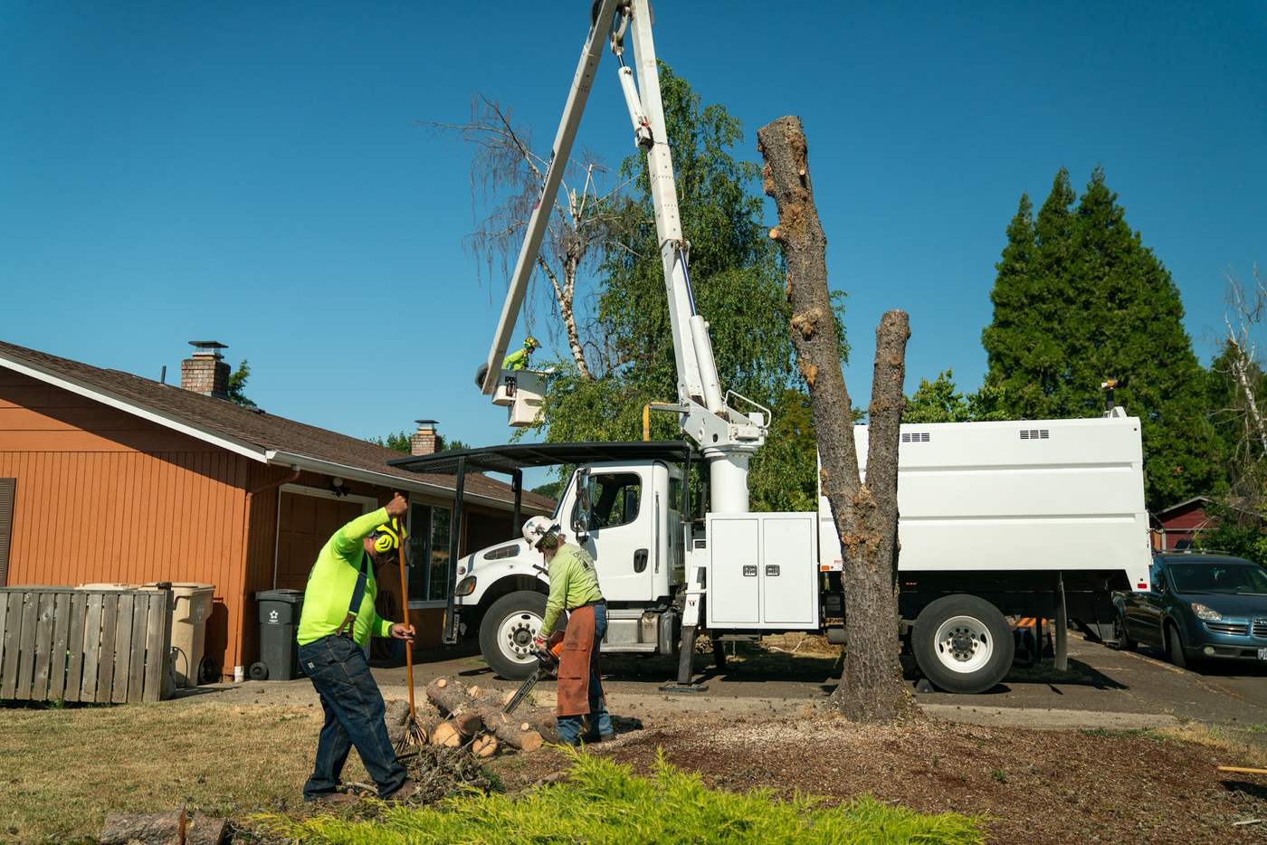 Bucket truck beside the standing trunk of a tree being removed
