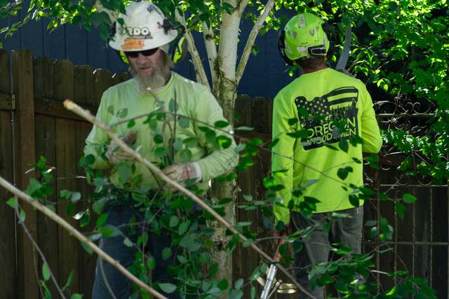 Two crew members shaping a tree